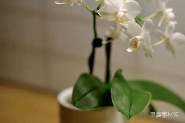 高清摄影 一只白花放在一个白色花瓶里，放在一张木桌上。