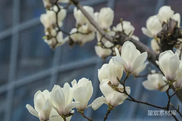 高清摄影 一排白花的树枝在建筑物前。