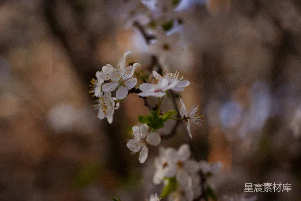 高清摄影 一棵开满白花的树的特写。