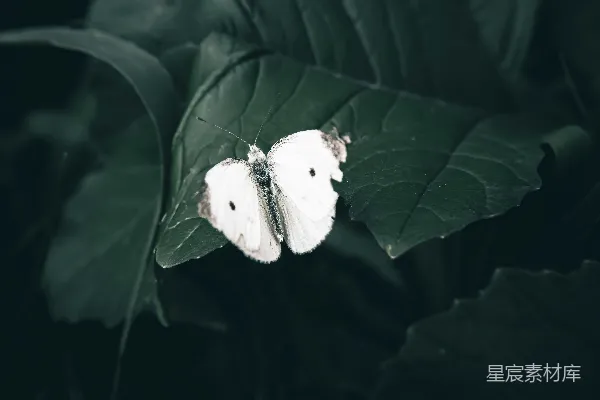 高清摄影 几只白色的蝴蝶停在一片绿色的叶子上。