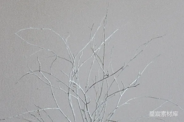 高清摄影 光秃秃的树木映在白墙上