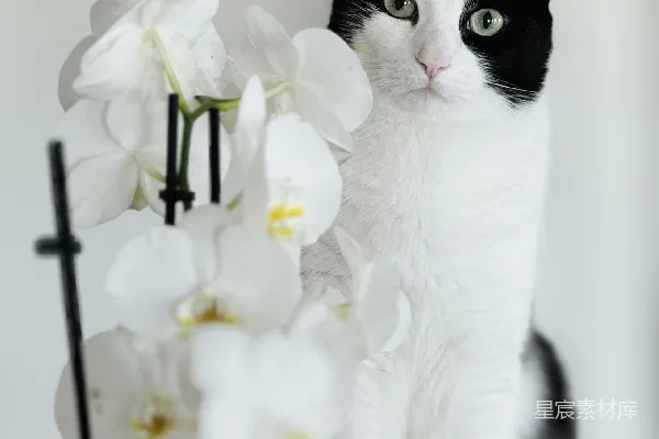 高清摄影 一只黑白相间的猫坐在一束花旁边