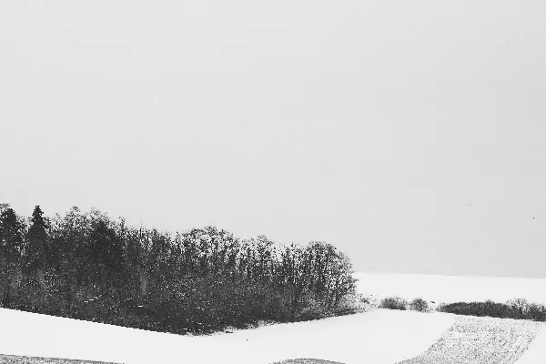 高清摄影 一张黑白照片，上面是一片被雪覆盖的田野。