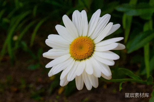 高清摄影 一朵白色雏菊，中心是黄色的。
