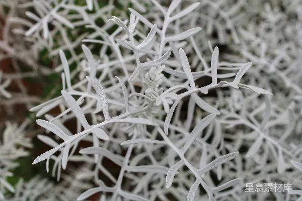 高清摄影 砖墙上的一片雪花的特写