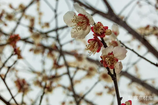 高清摄影 一枝上面有白花和红花的枝条