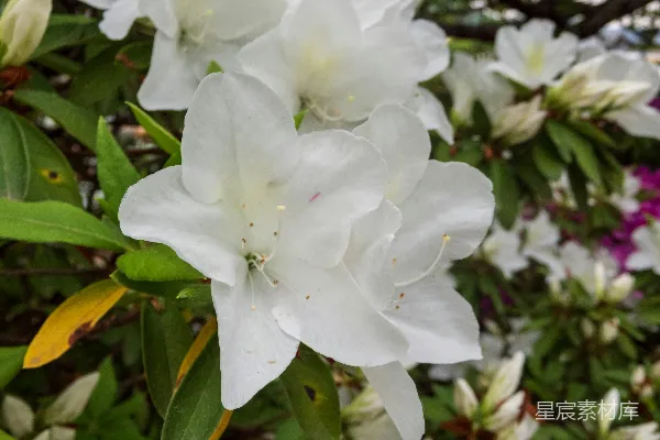 高清摄影 一棵树上的白色花朵特写