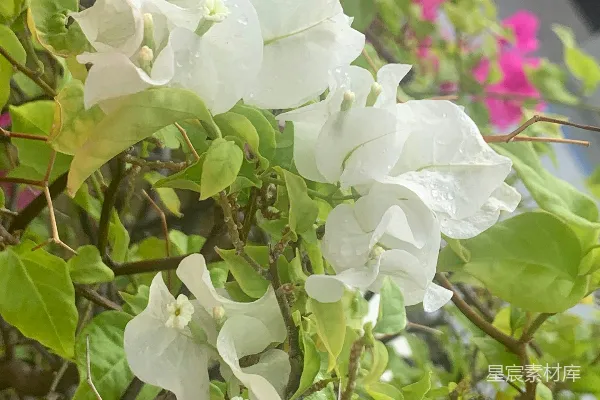 高清摄影 一朵白花的特写