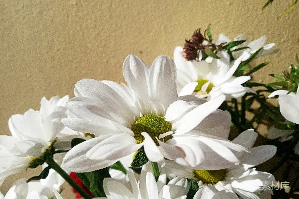 高清摄影 一堵墙旁边摆放着一盆白花的花瓶。