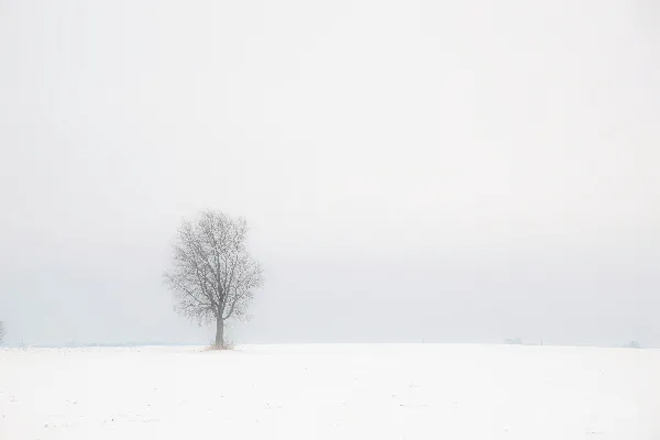 高清摄影 光秃秃的树在积雪覆盖的地面上