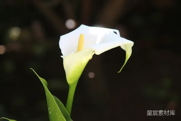 高清摄影 带绿叶的白花