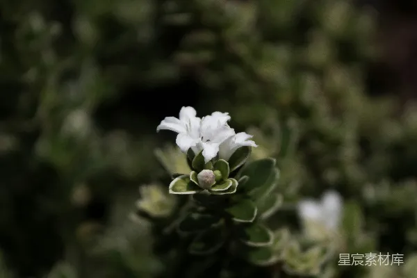 高清摄影 一朵小小的白花坐落在树顶上。