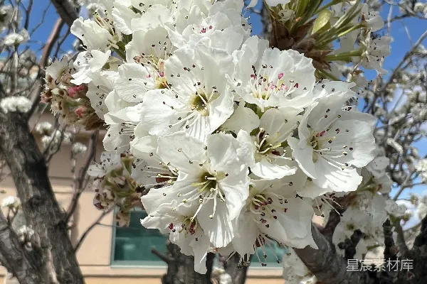 高清摄影 一座建筑前有一棵开满白色花朵的树。