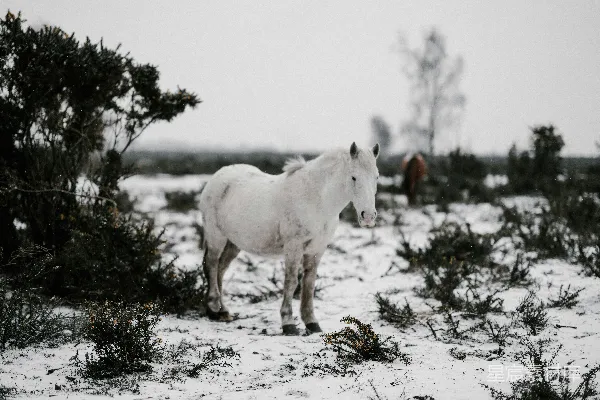 高清摄影 白马站在积雪覆盖的地板上