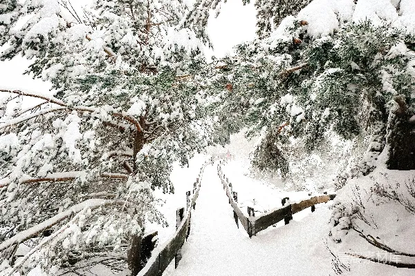 高清摄影 一个滑雪板运动员正在沿着一条积雪的路径滑行。