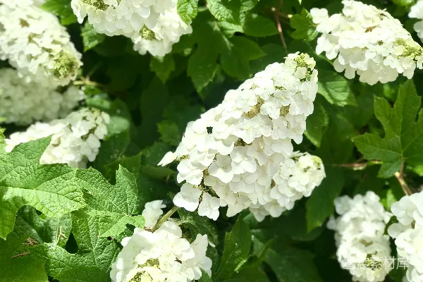 高清摄影 白色花朵绿叶