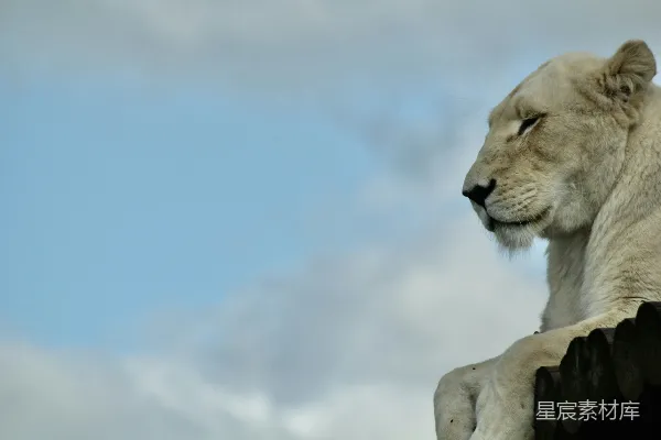 高清摄影 一只白狮坐在岩石上