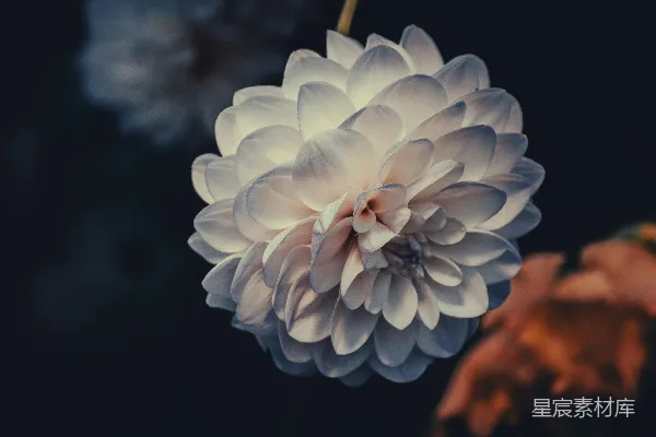 高清摄影 一朵白花垂挂在枝头。