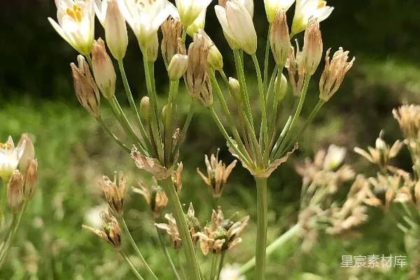 高清摄影 一些花的特写。