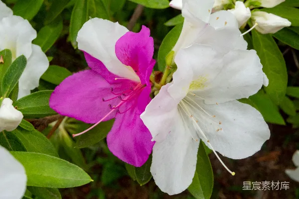 高清摄影 一朵粉色和白色的花的特写