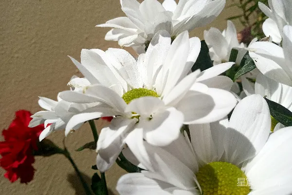 高清摄影 一个装满白红花朵的花瓶