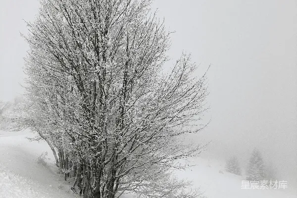 高清摄影 一片雪地中央的一棵孤树