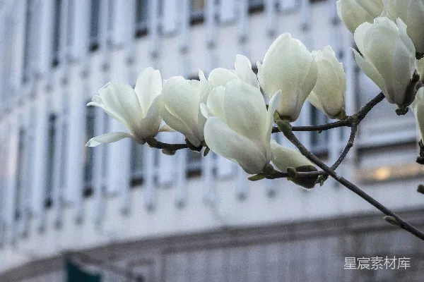 高清摄影 一株开有白色花朵的树枝在建筑物前。
