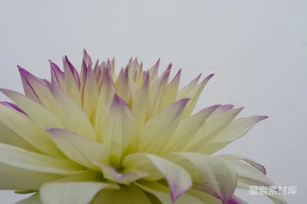 高清摄影 白紫相间的花在特写摄影中