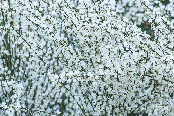 高清摄影 开花的树上开满了洁白的花朵。