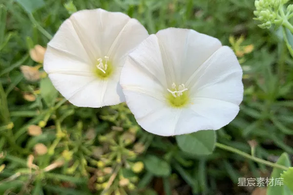 高清摄影 几朵白色的花