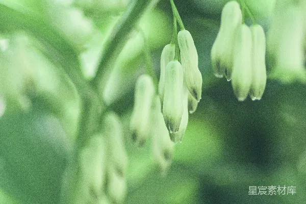 高清摄影 一株开有白色花朵的植物的特写。