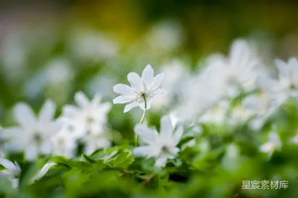 高清摄影 白花瓣的花