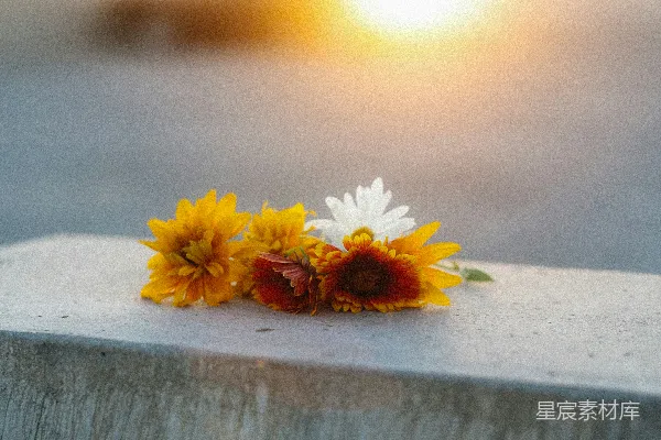 高清摄影 夕阳西下，花朵静置在墙上。