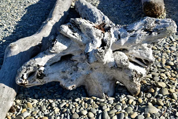 高清摄影 一块漂流木在岩石海滩上