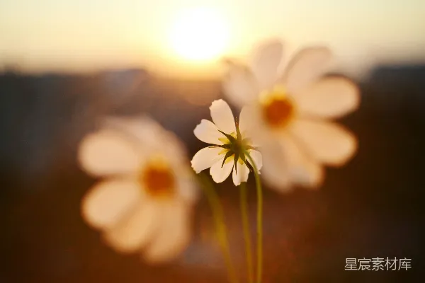 高清摄影 夕阳西下，阳光中绽放的花朵。