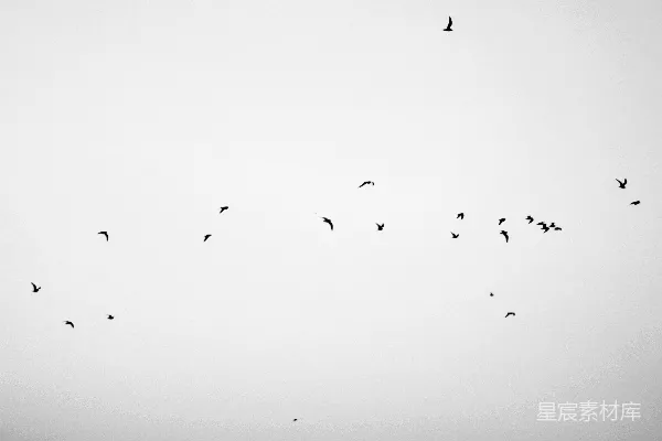 高清摄影 鸟儿在一片明亮的灰色天空中飞翔。