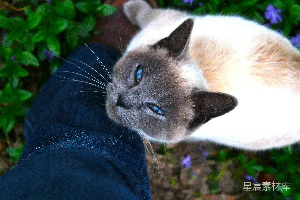 高清摄影 一只蓝眼睛的猫正依偎在一条腿上。