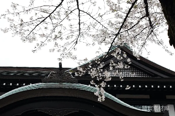 高清摄影 樱花盛开在一座传统建筑上。