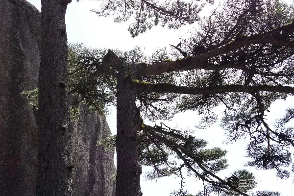 高清摄影 高大的树木环绕着岩石山。