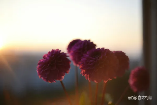 高清摄影 紫花剪影映衬着夕阳
