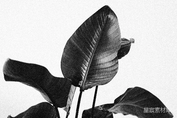 高清摄影 一张黑白照片，展示了一株植物放在花瓶里。