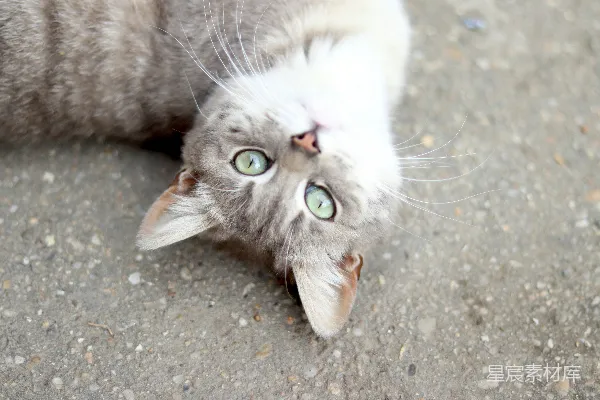 高清摄影 一只猫向上看，绿色的眼睛显得非常迷人。