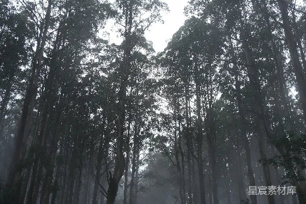 高清摄影 一条迷雾笼罩的林间小路延伸至远方。
