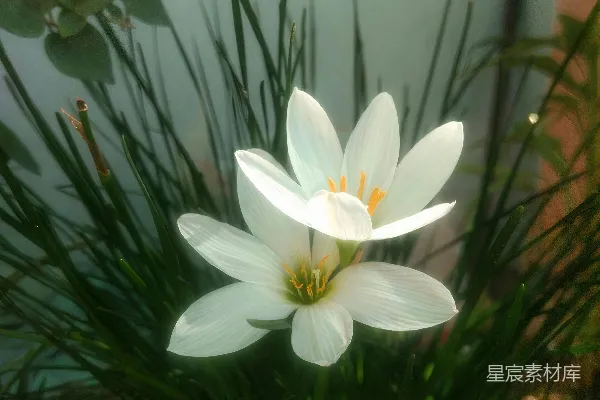 高清摄影 两朵白色的百合花在绿草丛中绽放。