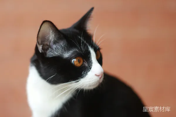 高清摄影 一只黑白相间、眼睛为橙色的猫转头看别处。