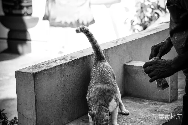 高清摄影 一个男人用刀喂猫
