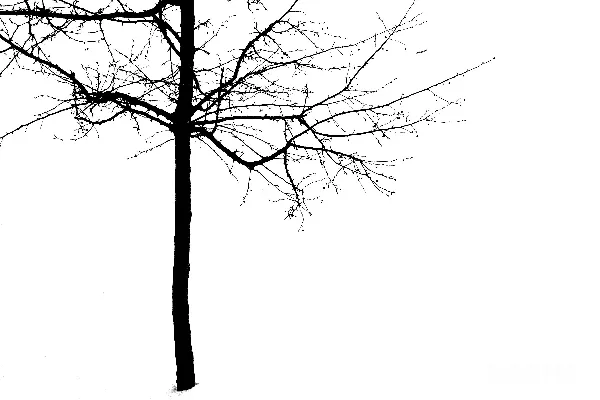 高清摄影 在雪中的一棵光秃秃的树