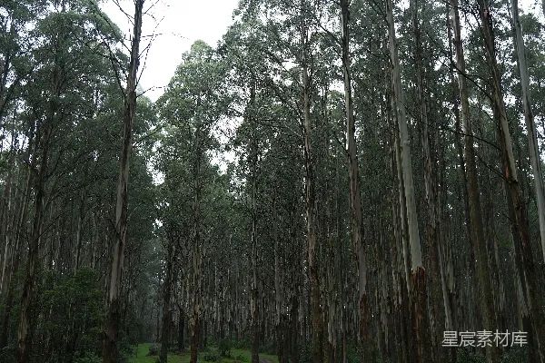 高清摄影 一条碎石路蜿蜒穿过一片高大的森林。