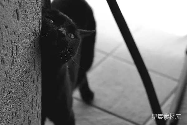 高清摄影 一只黑猫从角落处窥视。