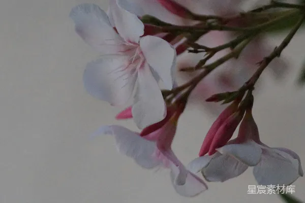高清摄影 一枝粉红色花朵的特写照片。